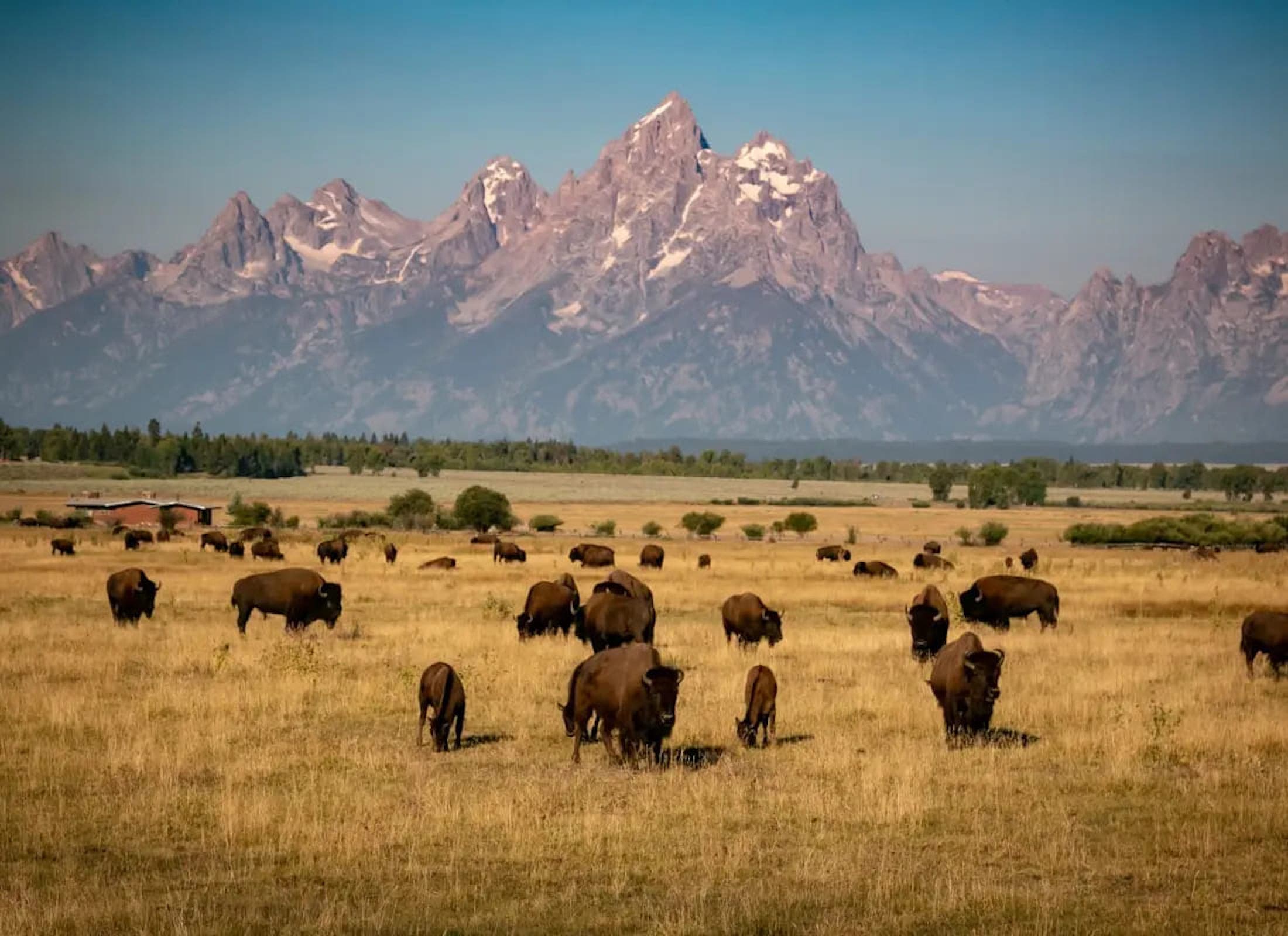 A field of bison with snow capped mountains in the background