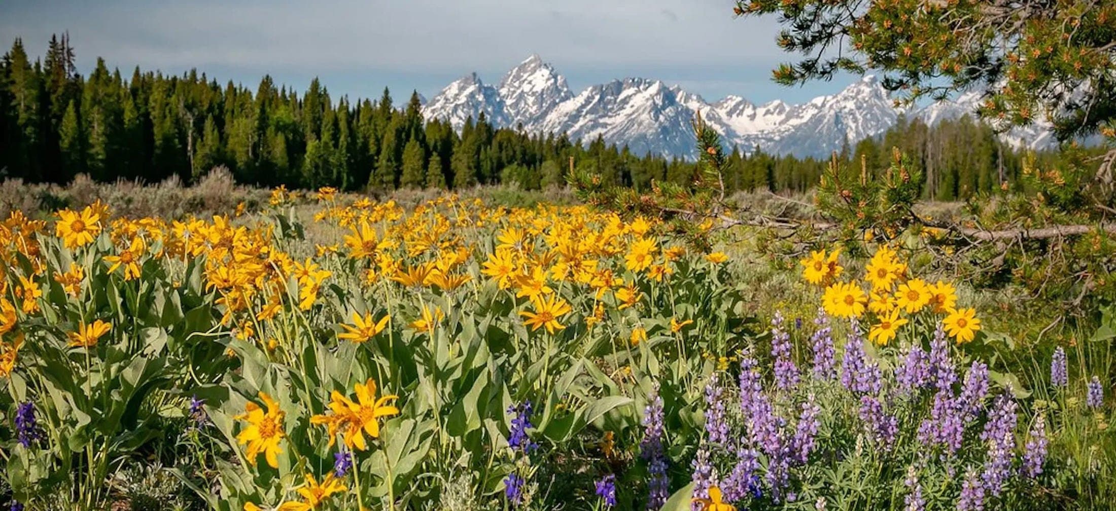 A field of yellow and purple flows with a mountain backdrop in Wyoming