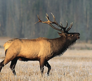 elk Elk in Jackson Hole