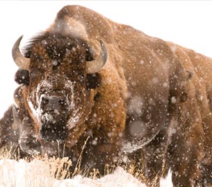 wildlife-bistro Bison in Jackson Hole