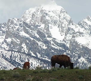 wildlife Wildlife in and around Jackson Hole