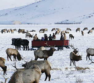 Elk in the snow in the National Elk Refuge. Elk in the snow in the National Elk Refuge.