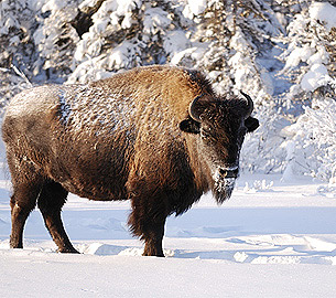 Buffalo seen during a winter wildlife safari. Buffalo seen during a winter wildlife safari.