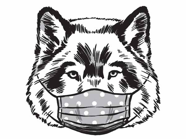Wolf wearing a mask. Wolf wearing a mask.