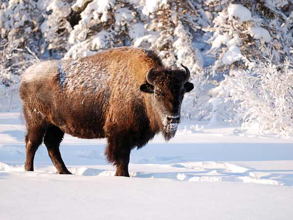 Buffalo in the snow. Buffalo in the snow.