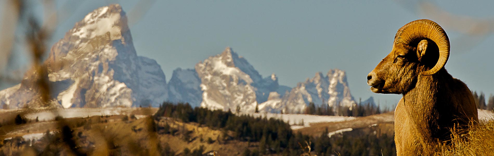 Bighorn Sheep And The Tetons.