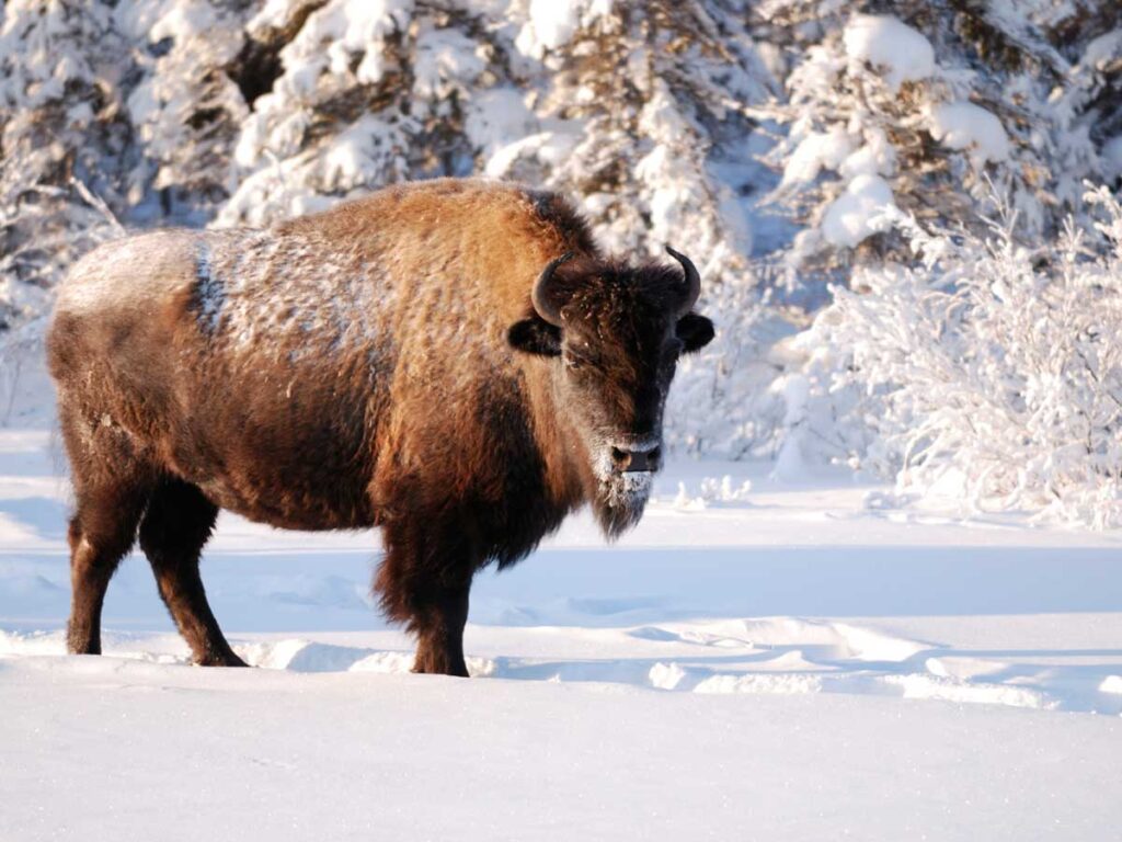 Buffalo In The Snow.